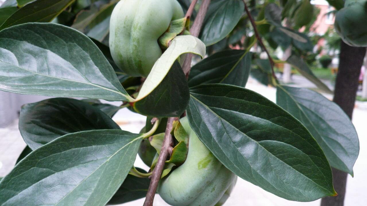 Japan: persimmon leaf extract can relieve dry eye syndrome  