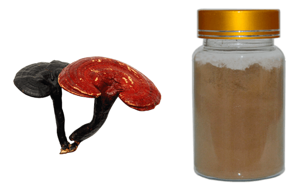 ganoderma lucidum, polysaccharide