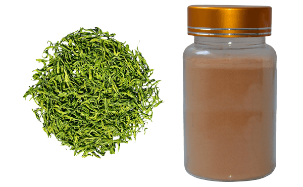 Green Tea Extract tea polyphenols