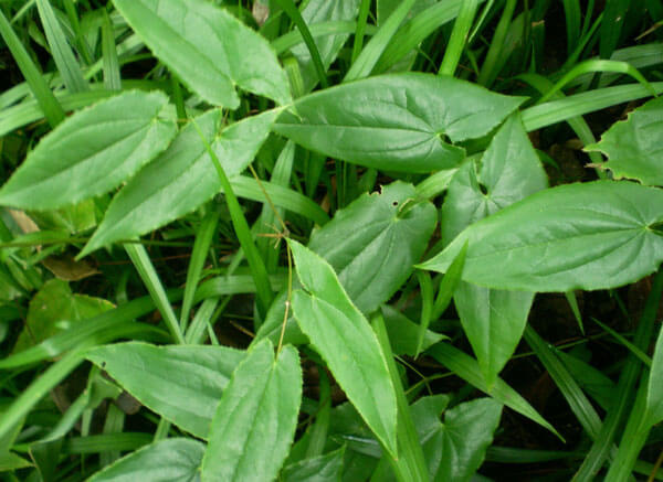 Epimedium sagittatum