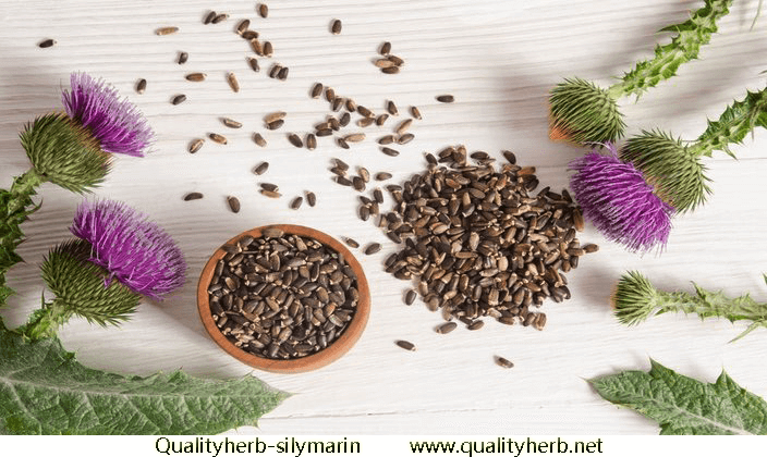 Milk Thistle Extract, Silybum marianum extract, Silymarin, Silybin,