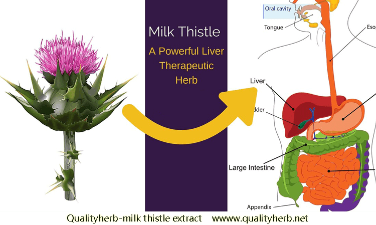 Milk Thistle Extract, Silybum marianum extract, Silymarin, Silybin,