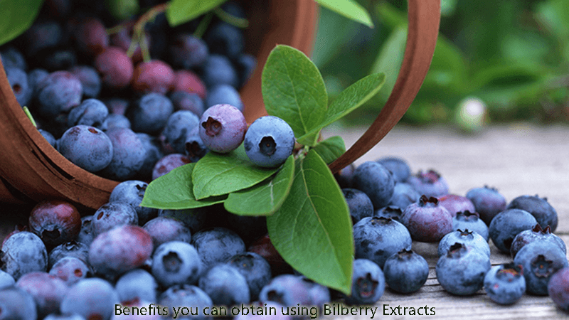Benefits you can obtain using Bilberry Extracts
