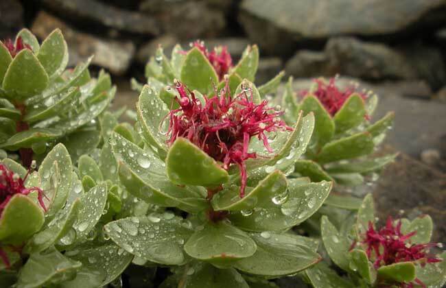 Rhodiola Rosea Extract