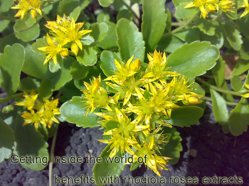 Getting inside the world of benefits with rhodiola rosea extracts