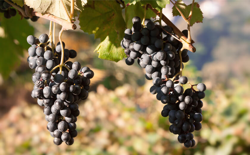 Beneficial factors of the grape seed extracts
