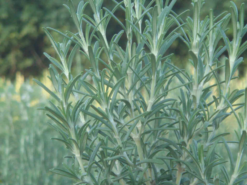 The effect of Rosemary Leaf Extract for Treating Neurological Diseases