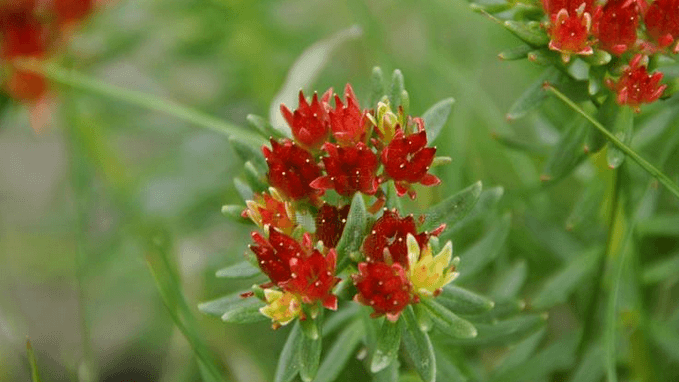 Reasons for The Emergence Of Rhodiola Rosea Extract Factory in the West