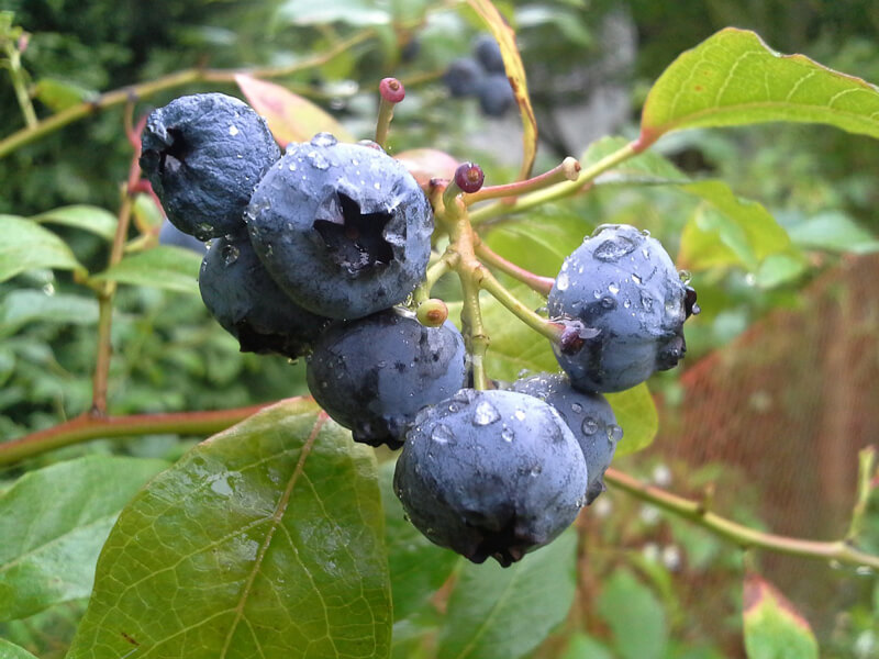 The China Bilberry Extract and Its Significance in Modern Medicine