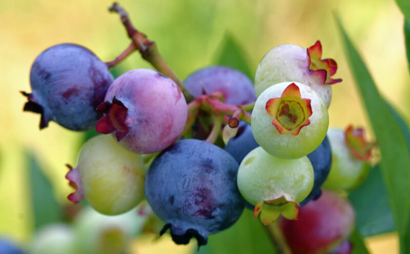 Benefits of Blueberries: A Natural Source of Anthocyanidins
