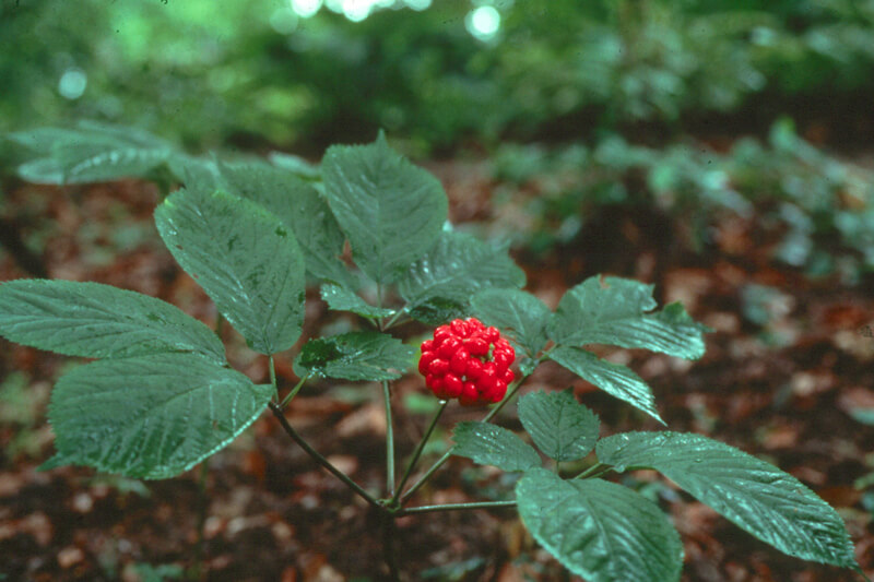 General Benefits of North American Ginseng Leaf Extract