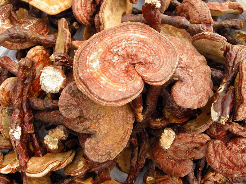 Ganoderma Lucidum Extract