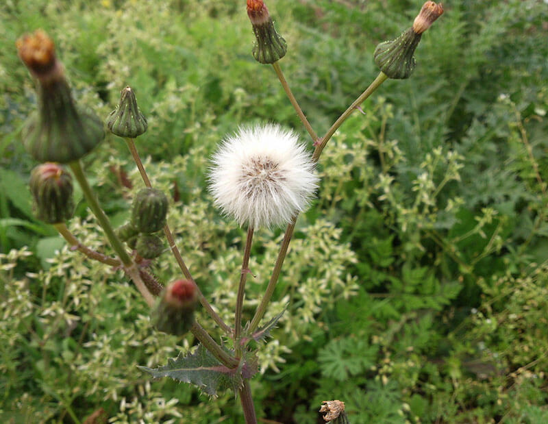 Dandelion extract