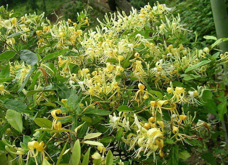 Honeysuckle Flower Extract