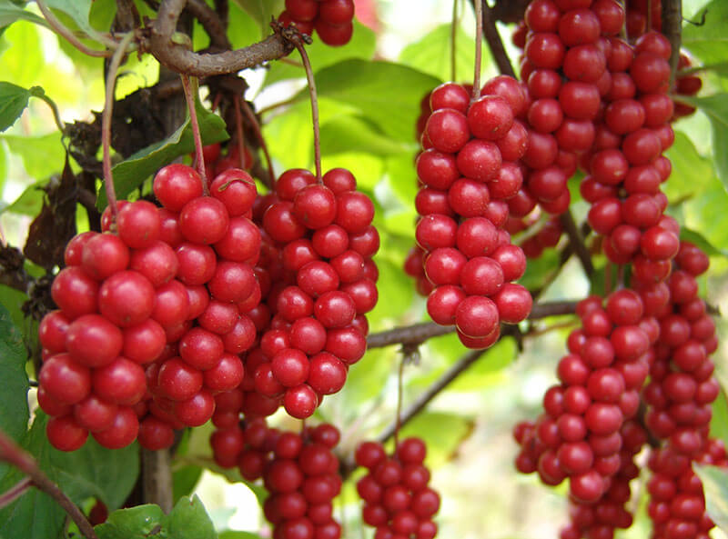 Schisandra chinensis extract