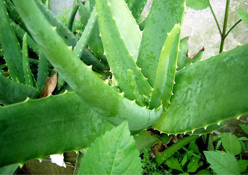 Aloe Vera Extract