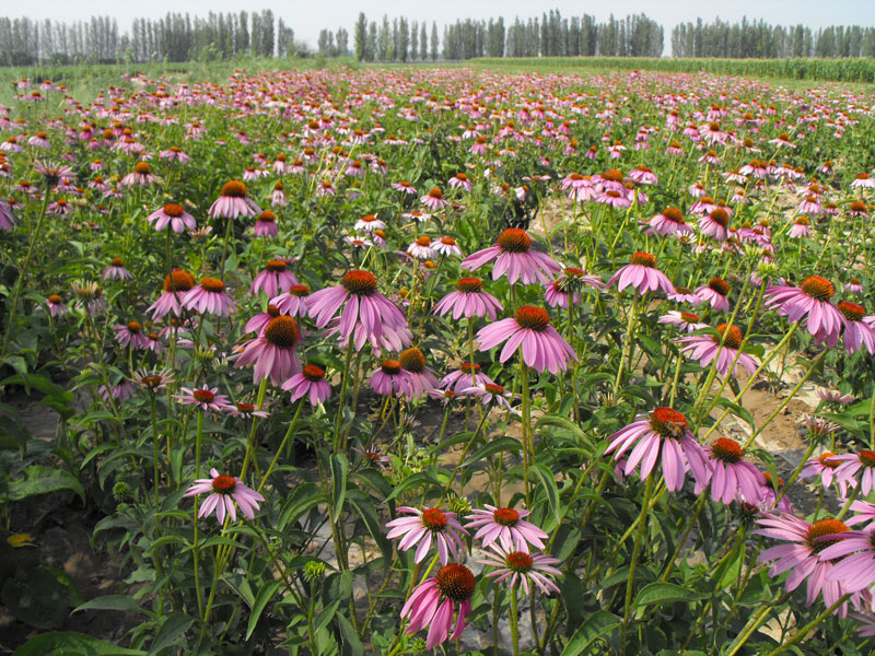 Echinacea Polyphenol