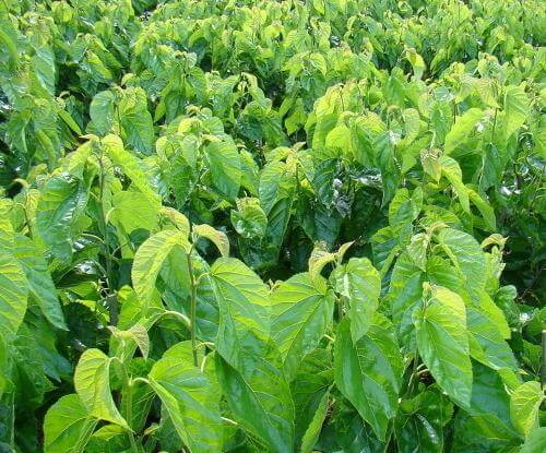 Mulberry Leaf extract