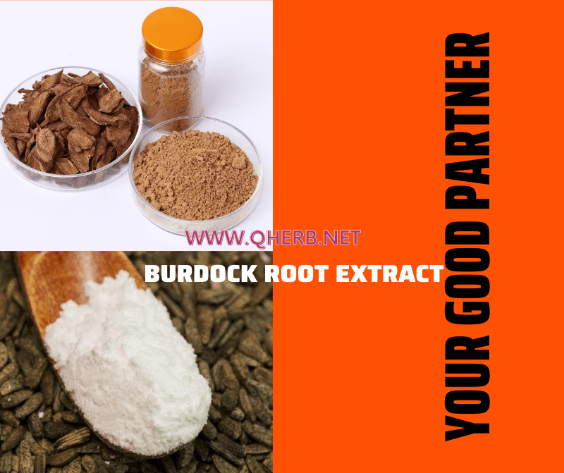 Burdock Root extract