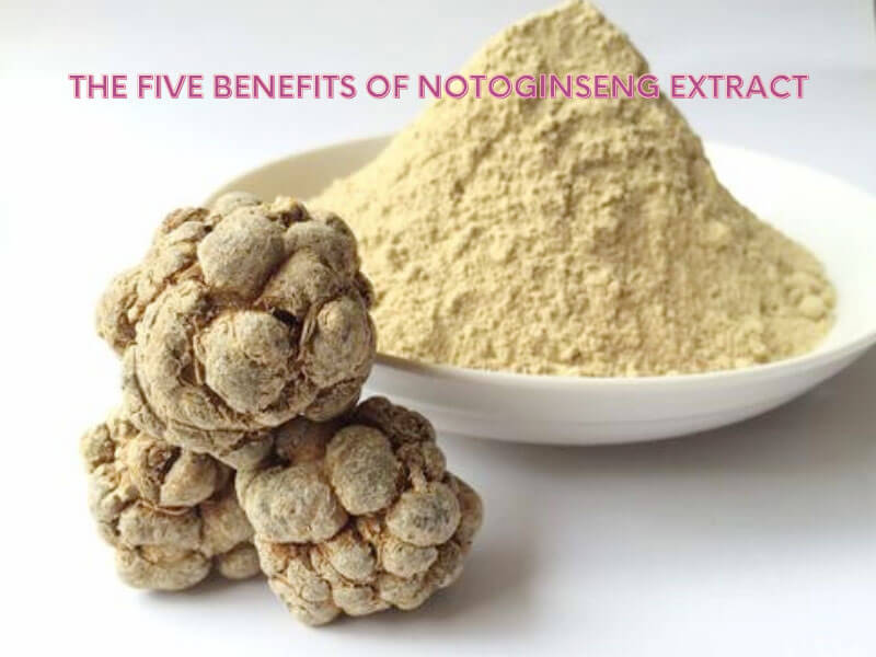 Notoginseng Extract