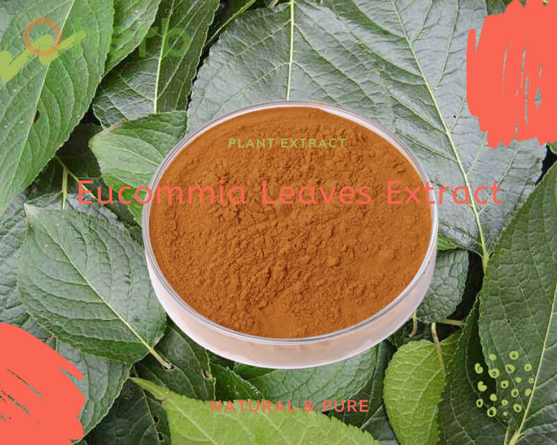 Eucommia Leaves Extract