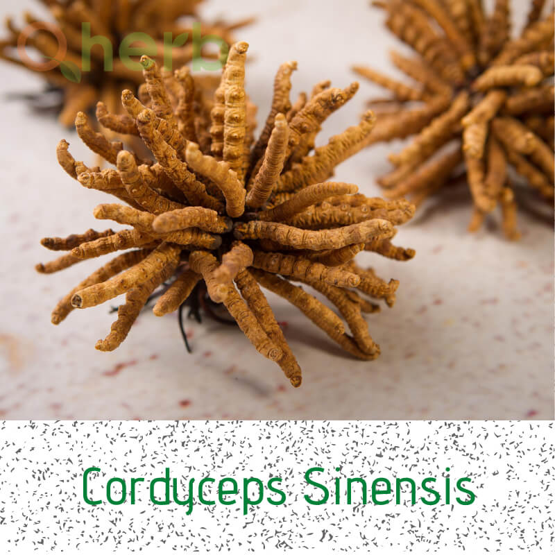 Cordyceps Sinensis