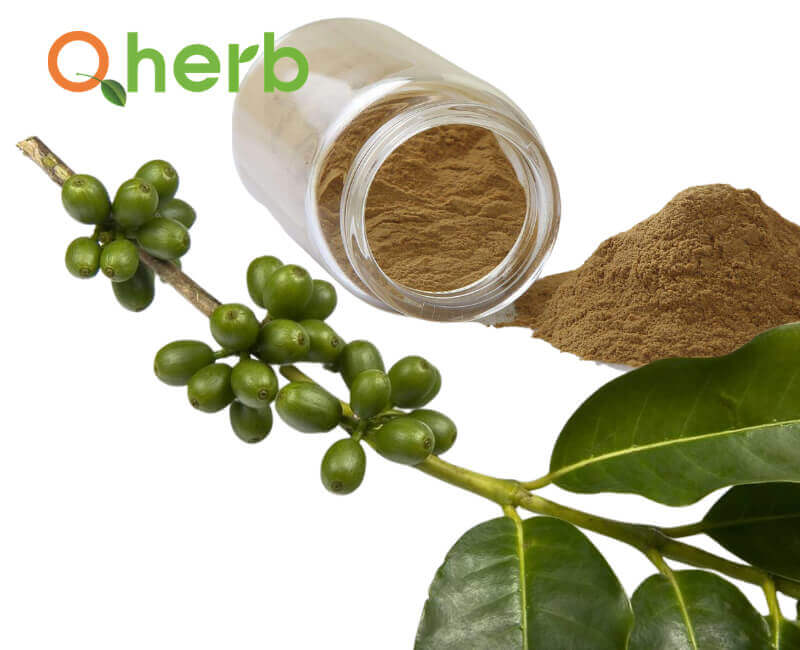 Green Coffee Bean Extract chlorogenic acid