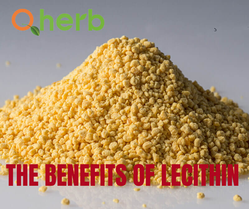 soy lecithin