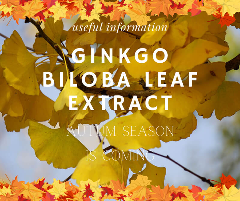 Ginkgo Biloba Leaf Extract