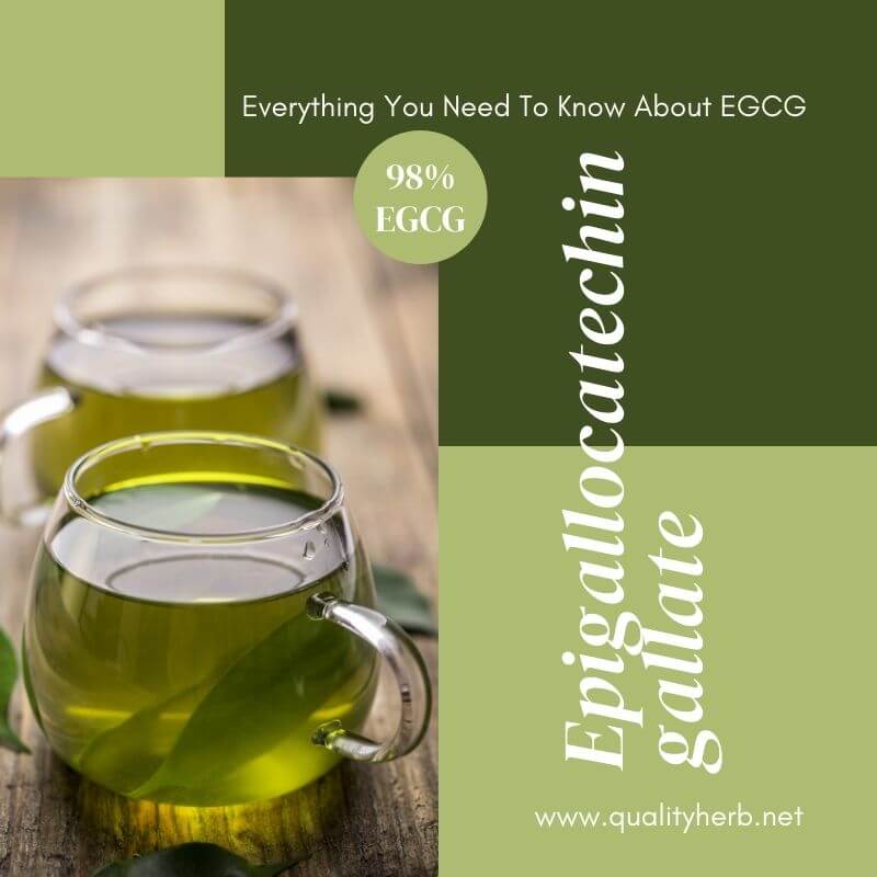 Green tea extract EGCG