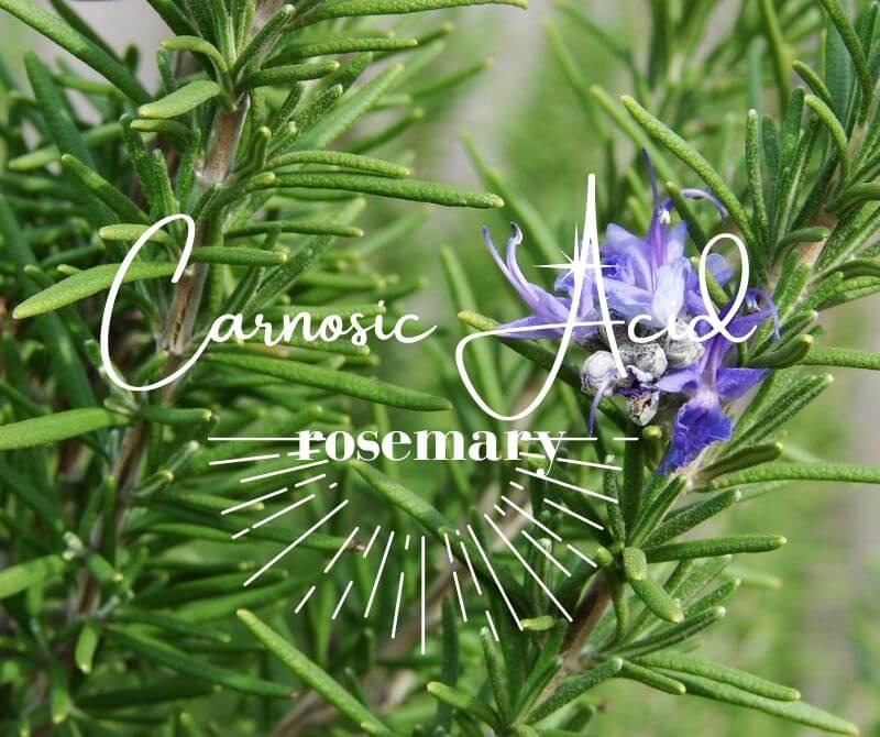 rosemary extract