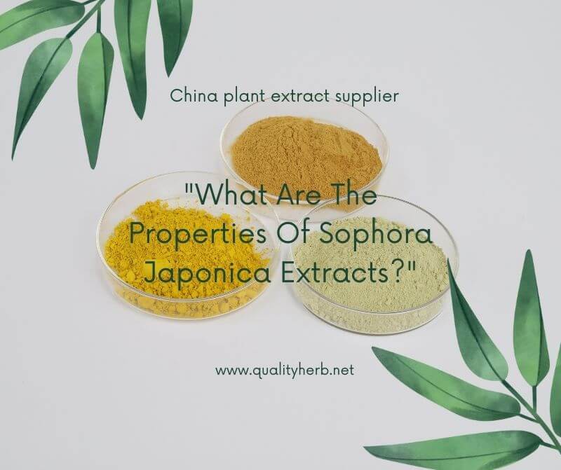 Sophora japonica extract