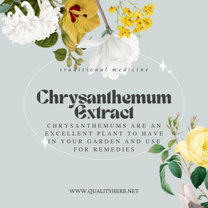 Chrysanthemum Extract