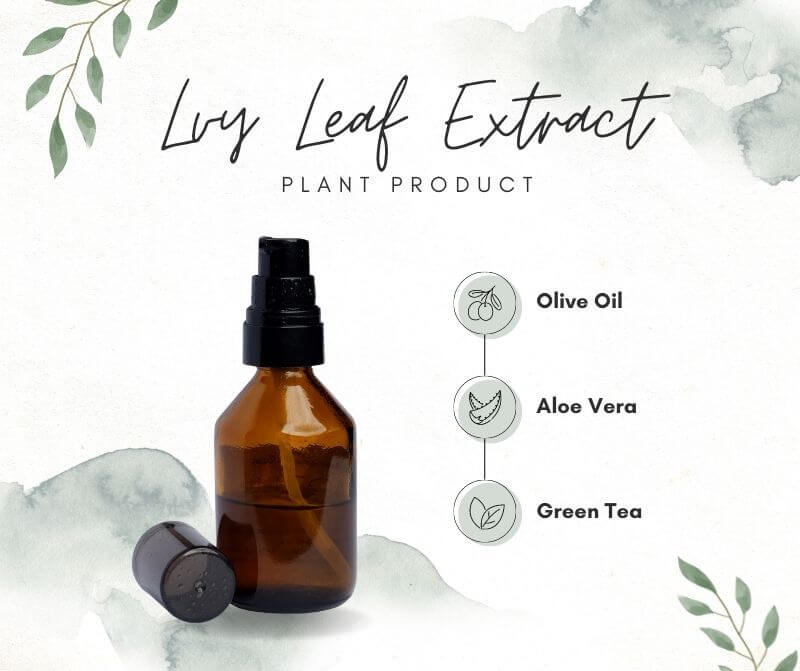 ivy leaf extract