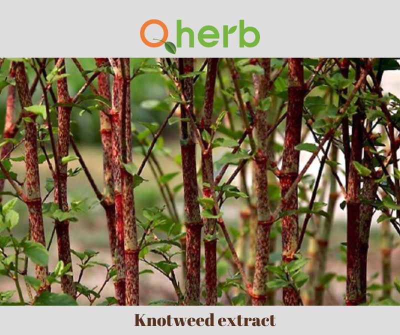 Knotweed extract