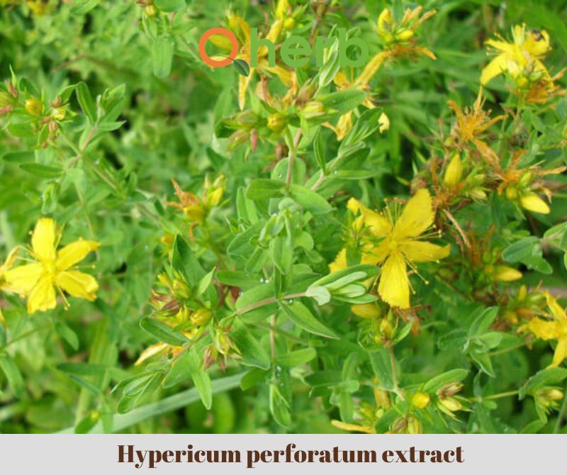 Hypericum perforatum extract