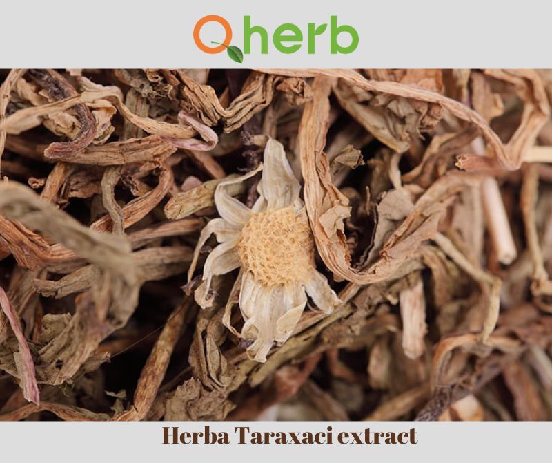 Herba Taraxaci extract
