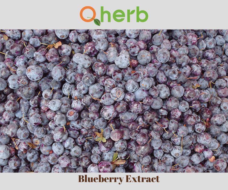 Blueberry Extract