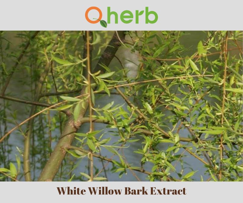 White Willow Bark Extract