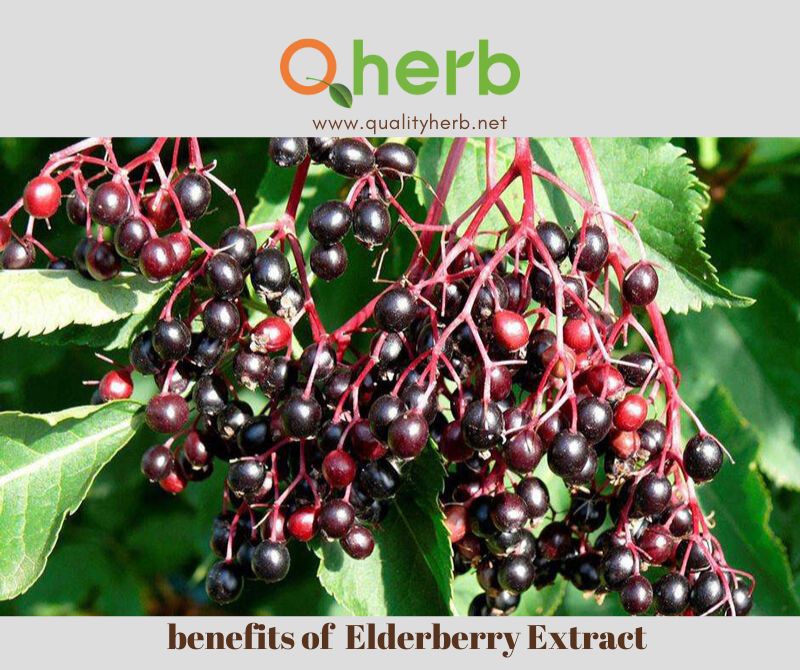 Elderberry Extract