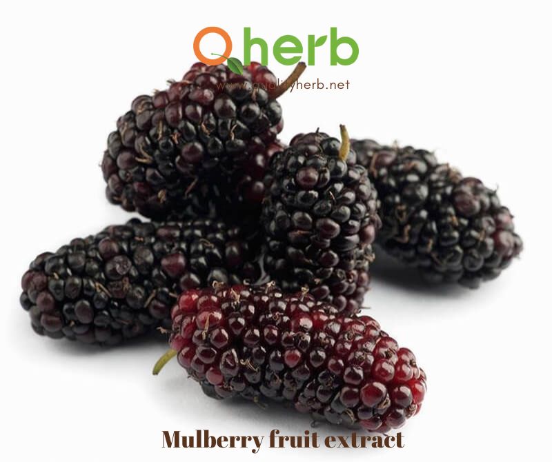 mulberry fruit extract