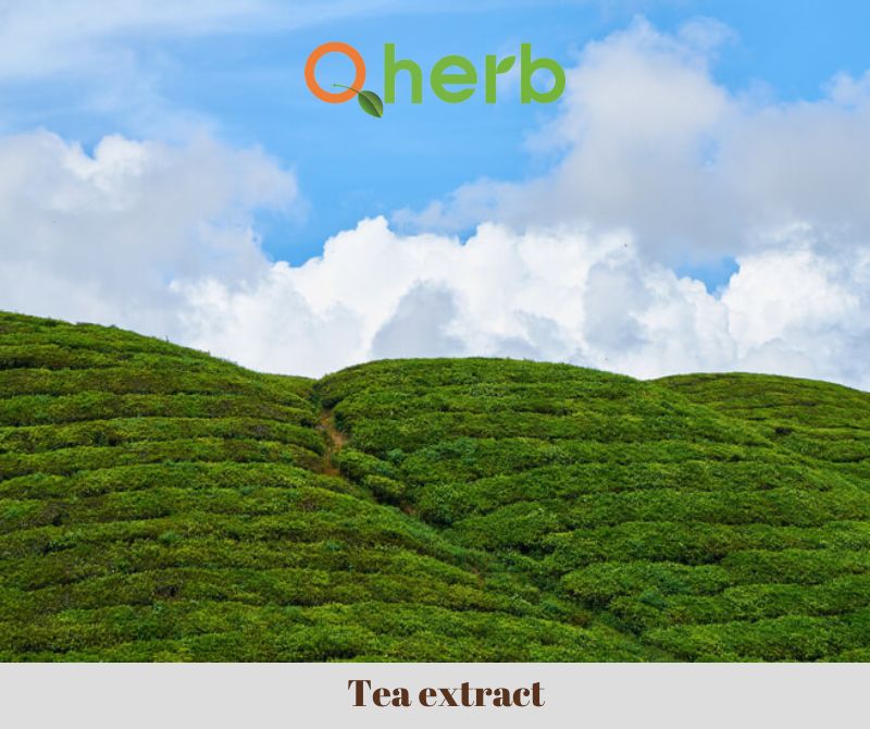 Tea extract