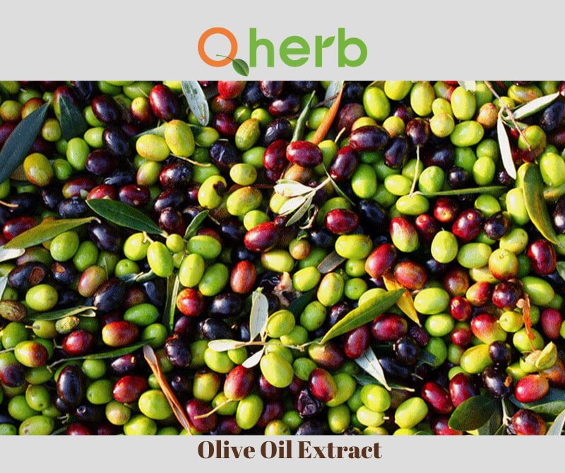 Olive Oil Extract