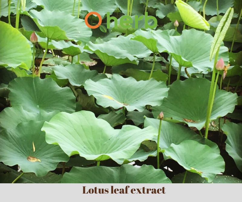 Lotus leaf extract