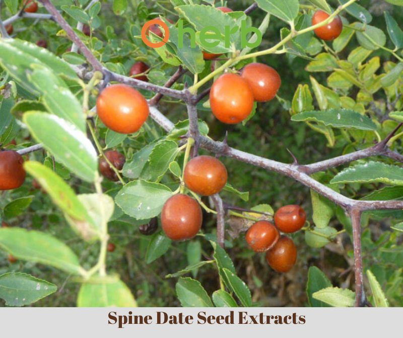 Spine Date Seed Extracts