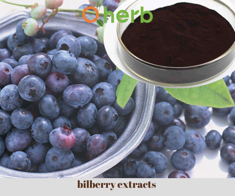 bilberry extracts