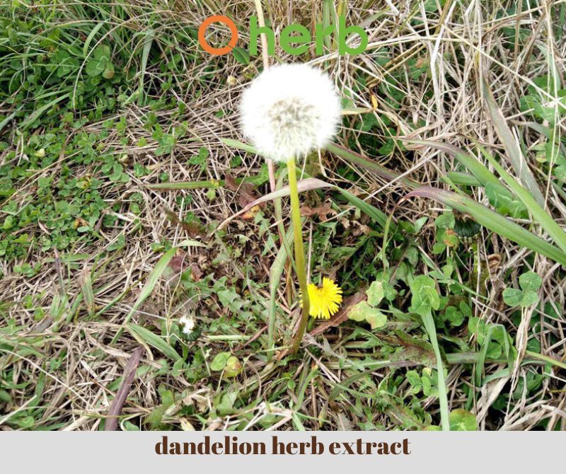 dandelion herb extract